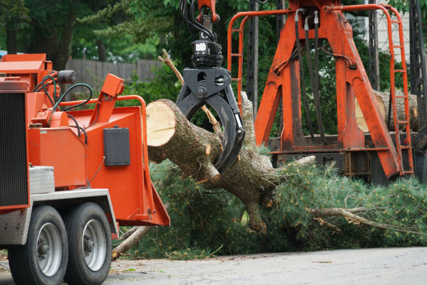 Best Tree Removal  in King Of Prussia, PA